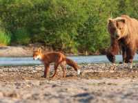 �������� ���